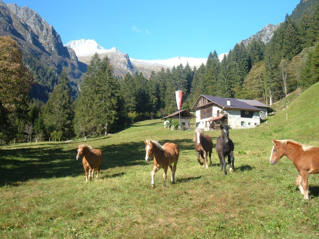 Agriturismo Maso Grisun Borzago Ngoại thất bức ảnh